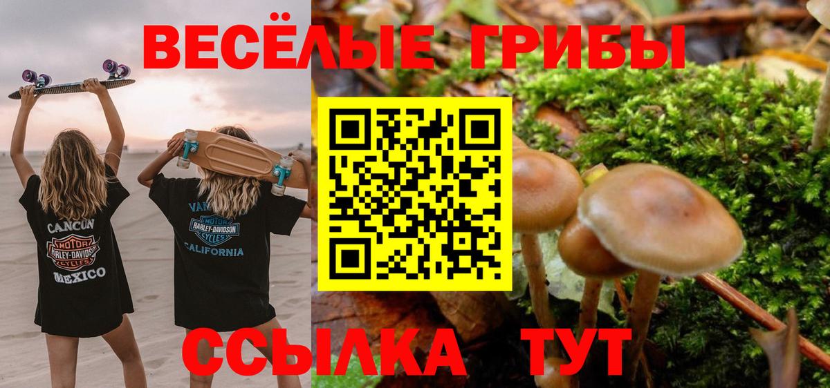 Галлюциногенные грибы Psilocybine cubensis Бирск